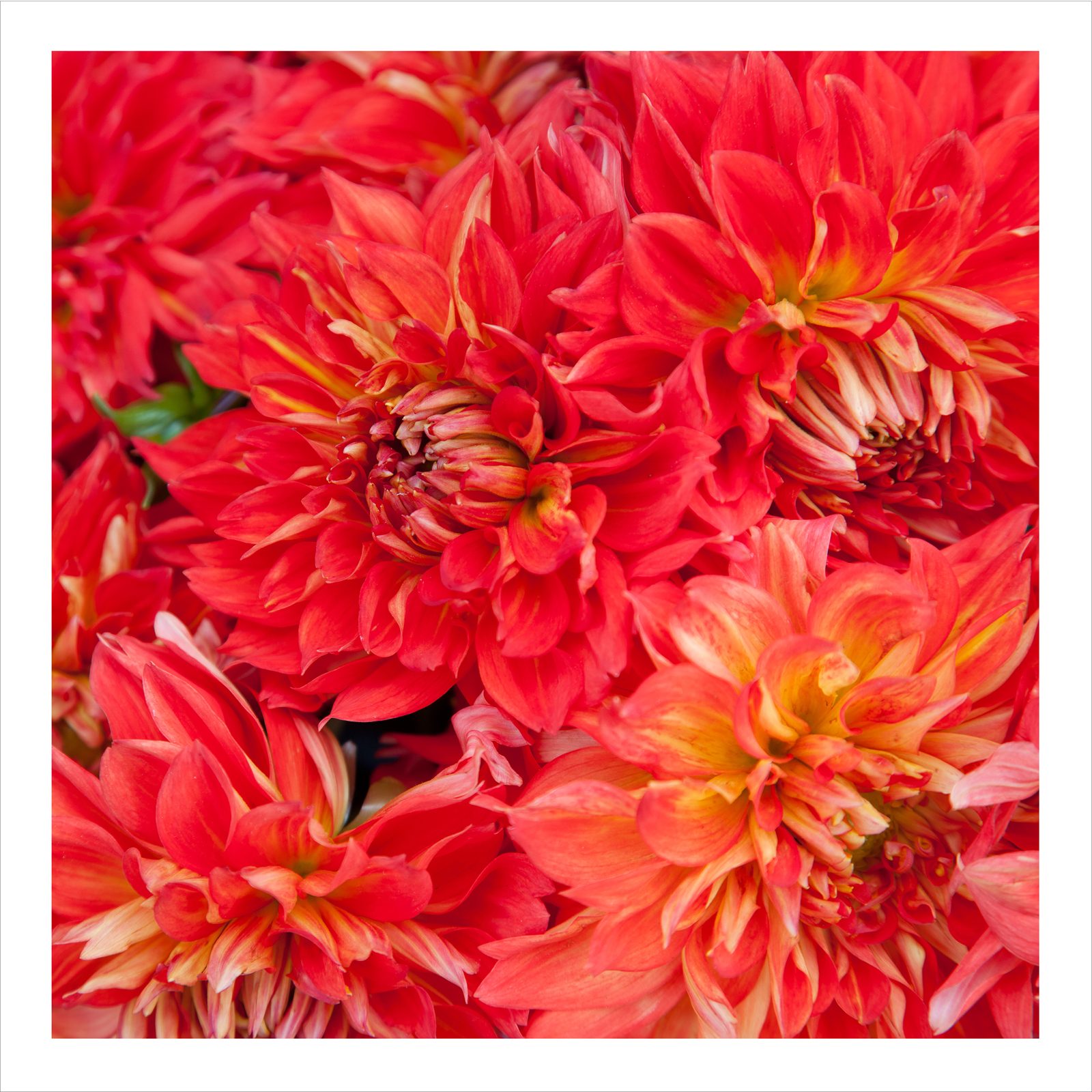Divine Dahlia And Other Flowers