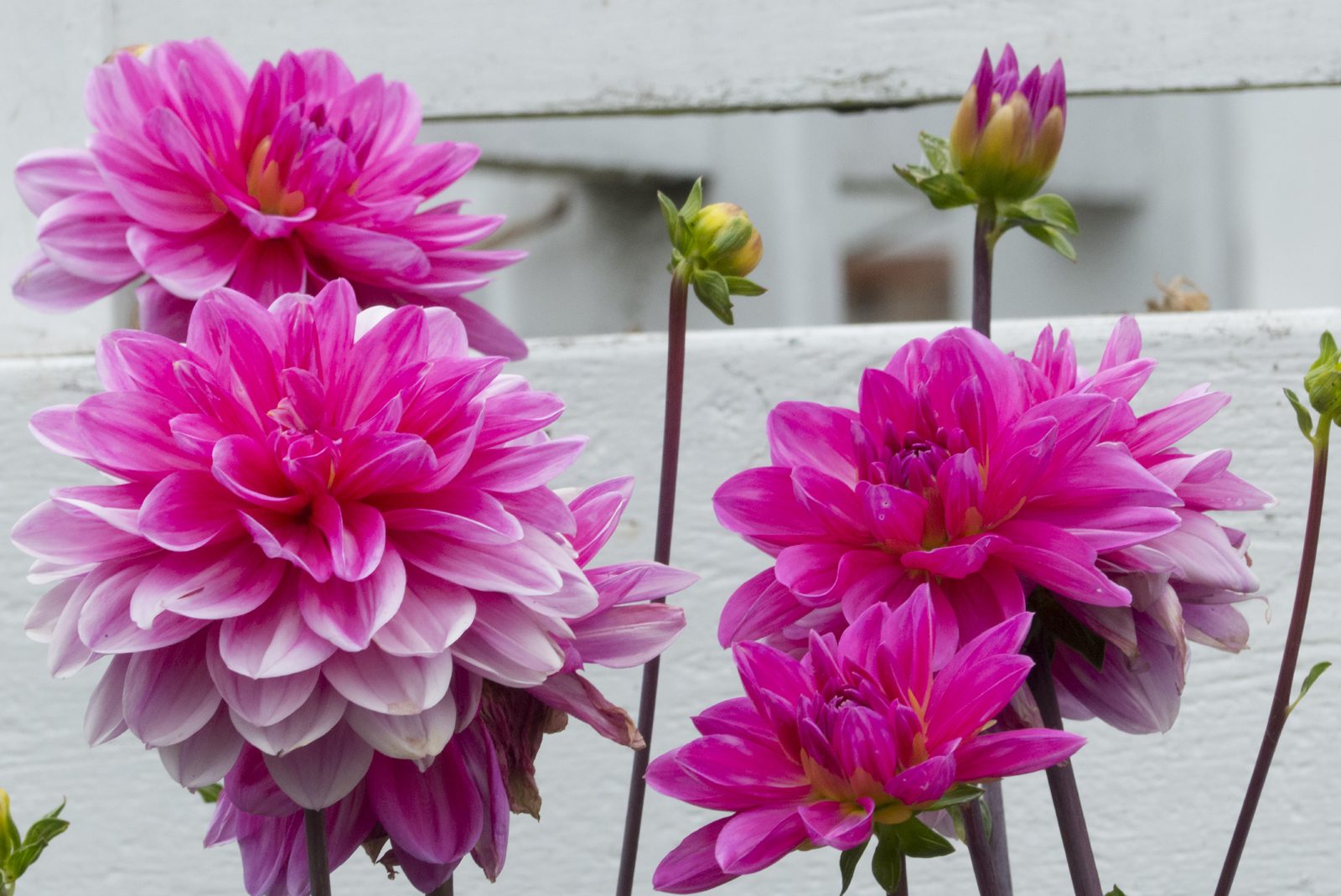 Divine Dahlia And Other Flowers — Dahlia