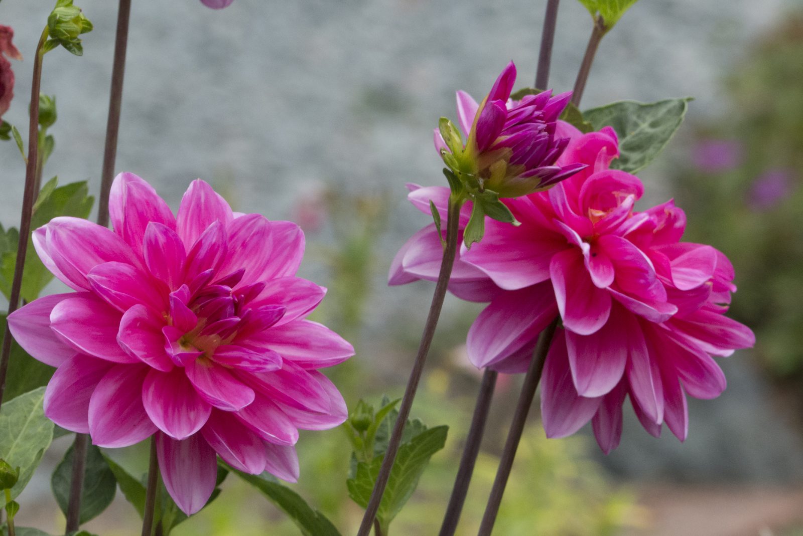 Divine Dahlia And Other Flowers — Dahlia