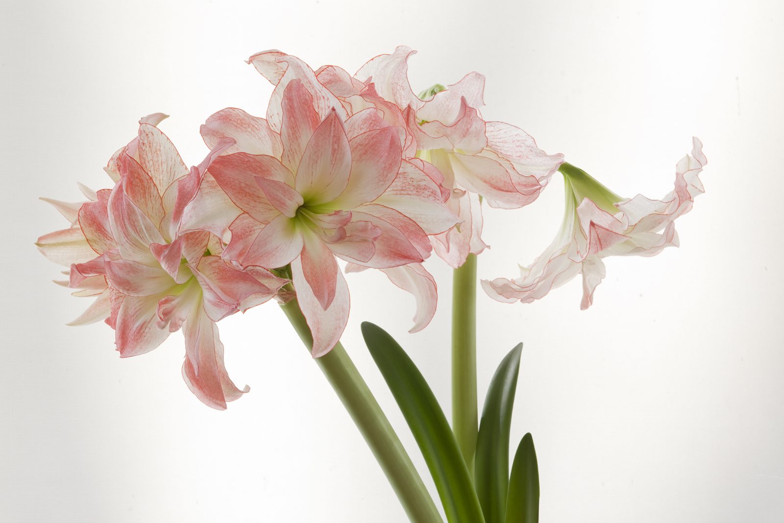 Divine Dahlia And Other Flowers — Amaryllis Aphrodite