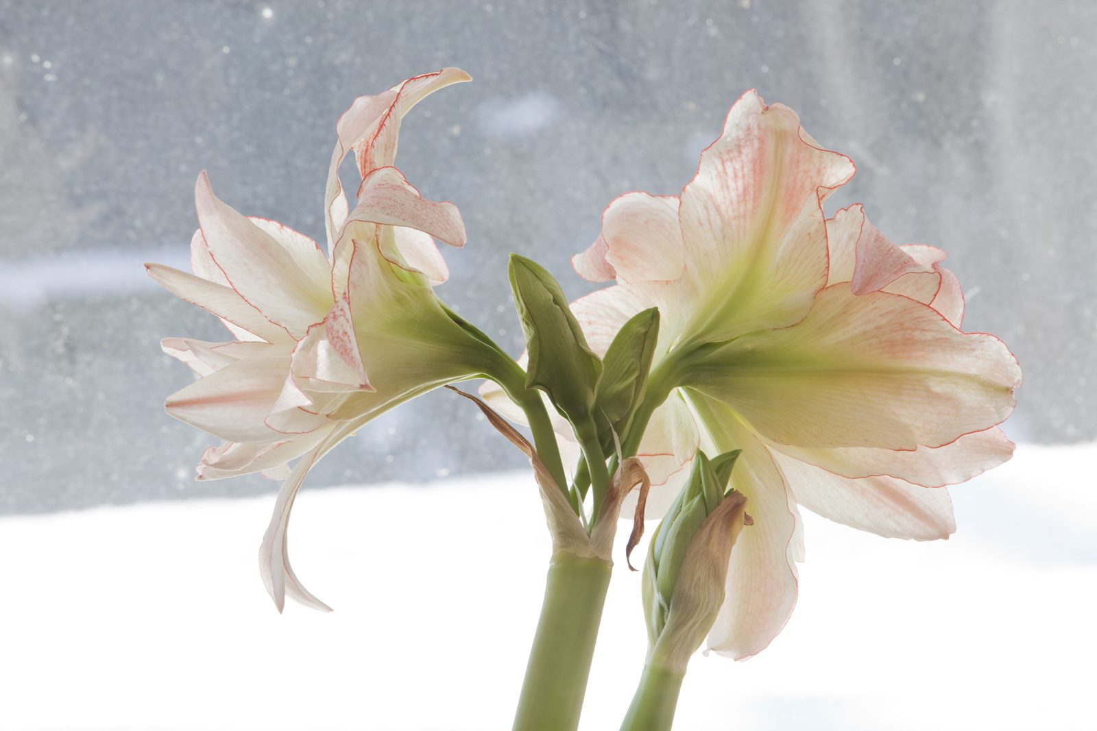 Divine Dahlia And Other Flowers — Amaryllis Aphrodite