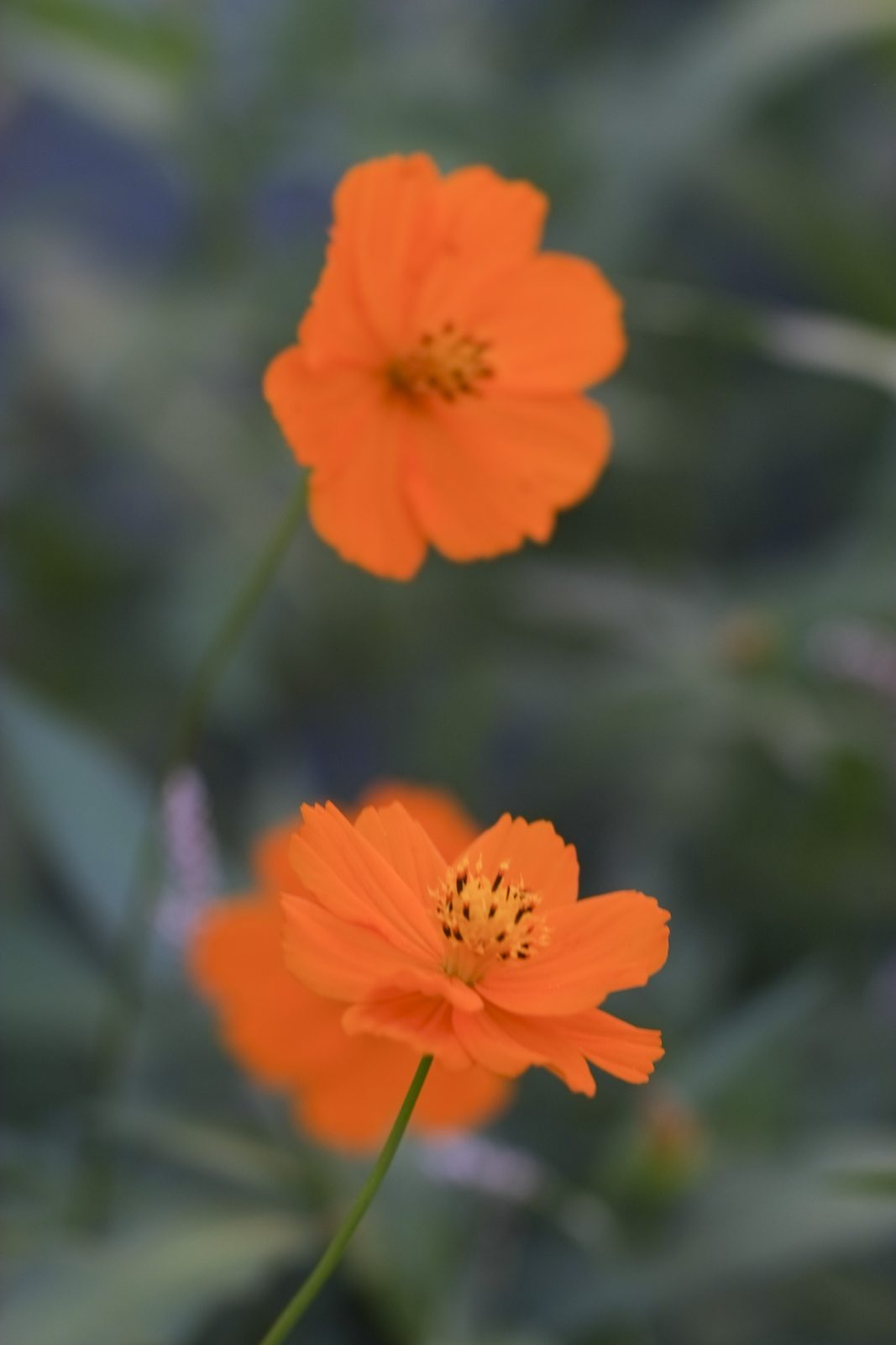 Divine Dahlia And Other Flowers — Wildflowers