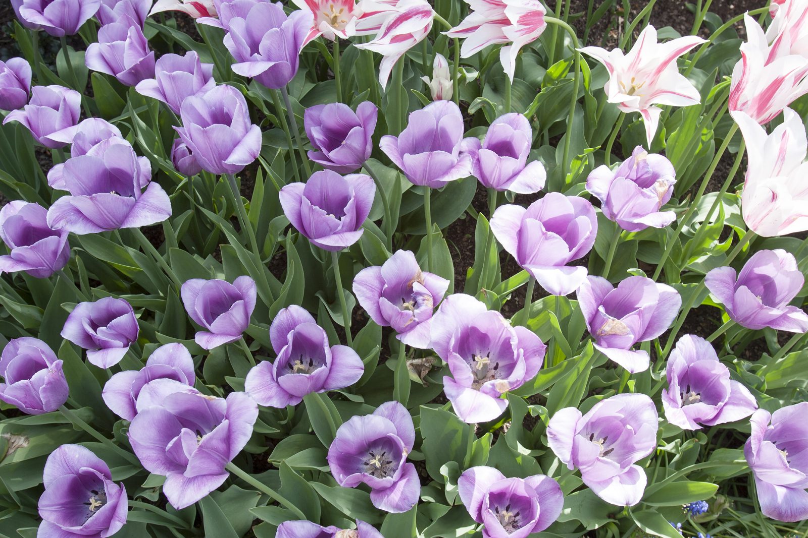 Divine Dahlia And Other Flowers — Tulips