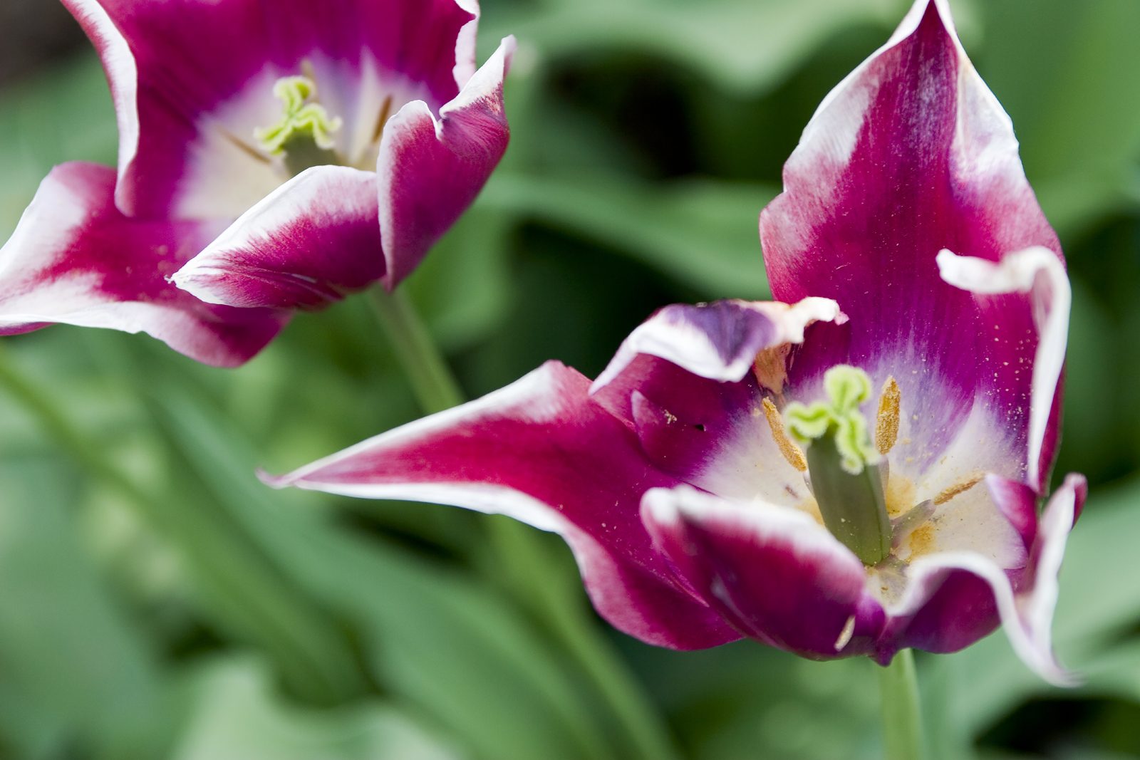 Divine Dahlia And Other Flowers — Tulips
