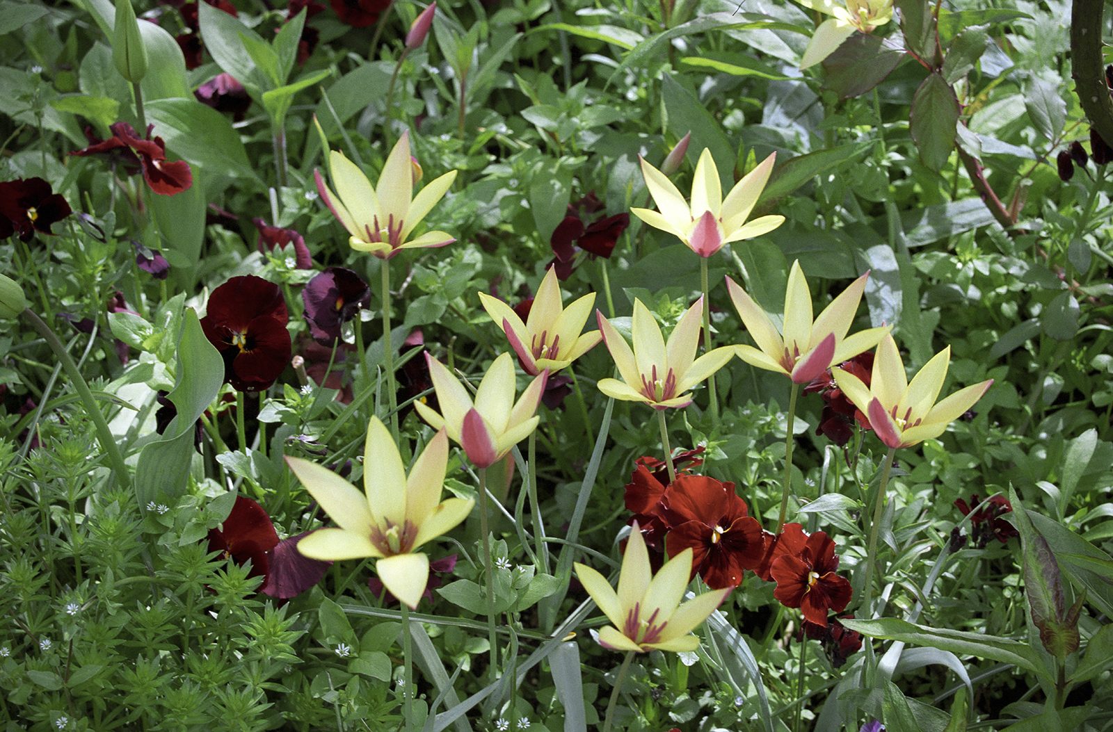 Divine Dahlia And Other Flowers — Giverneytulips