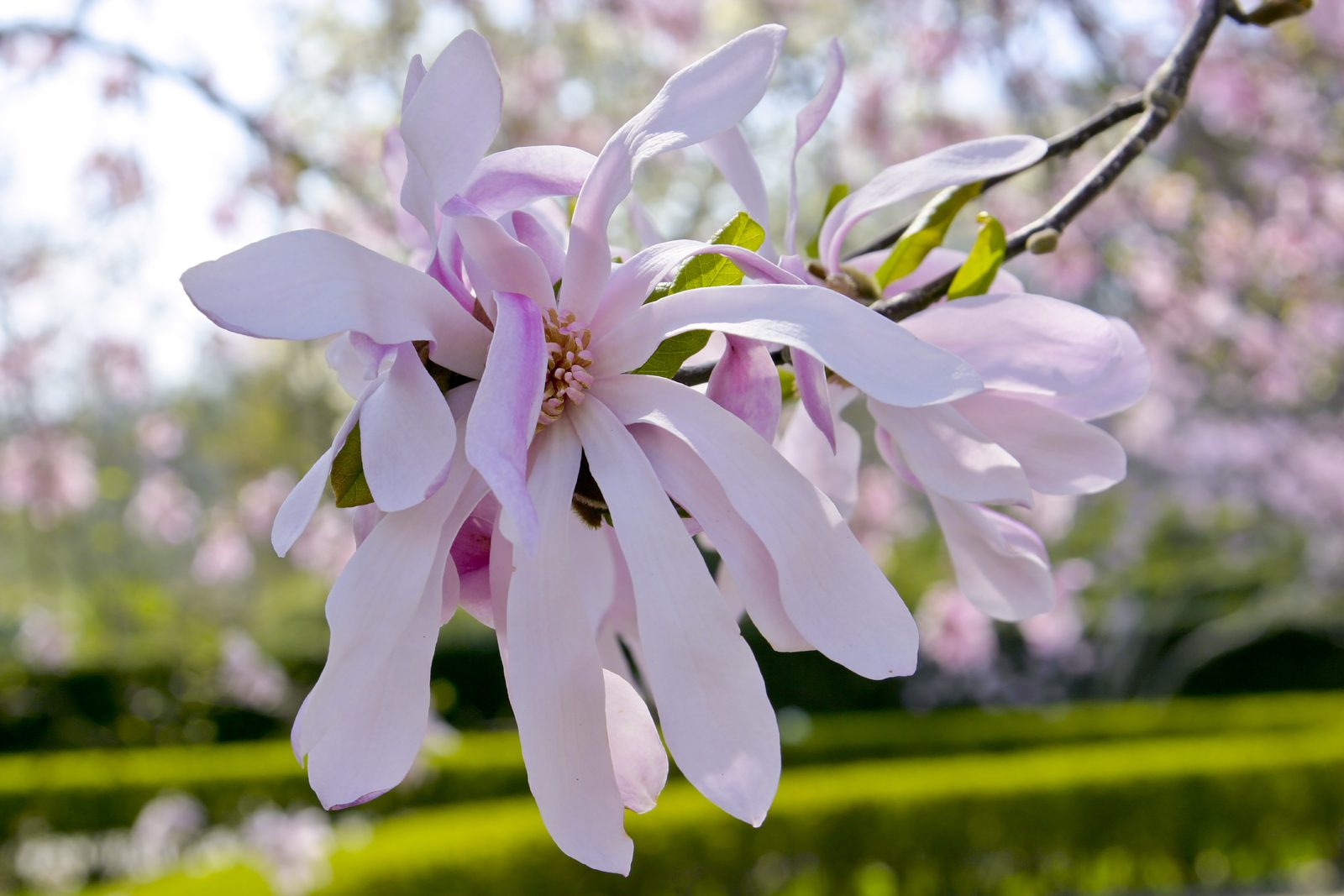 Divine Dahlia And Other Flowers — Magnolia