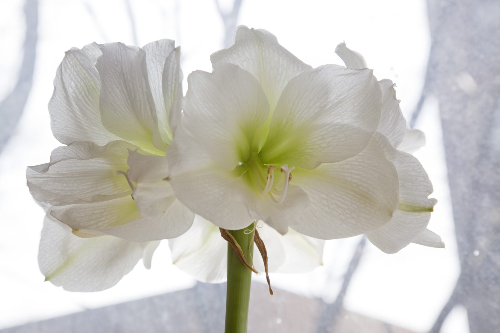 Divine Dahlia And Other Flowers — Amaryliss