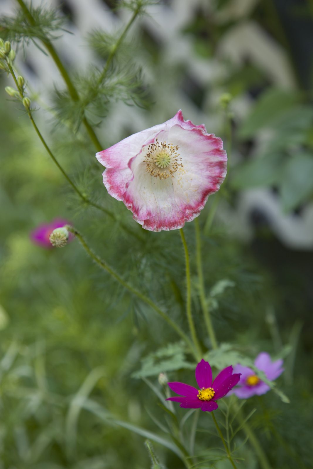 Divine Dahlia And Other Flowers — Wildflowers