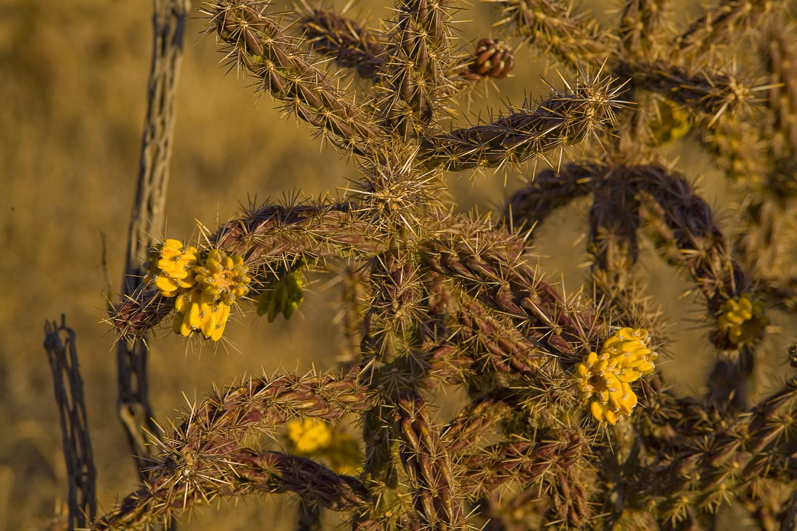 Divine Dahlia And Other Flowers — Desert Blooms