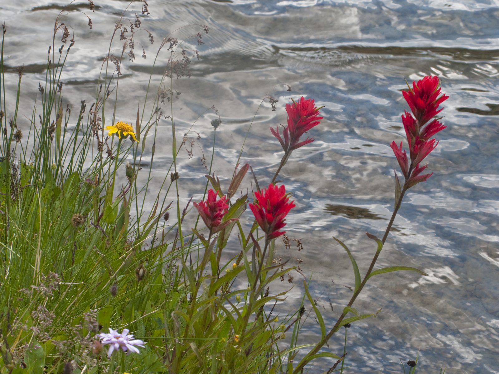Divine Dahlia And Other Flowers — Wildflowers