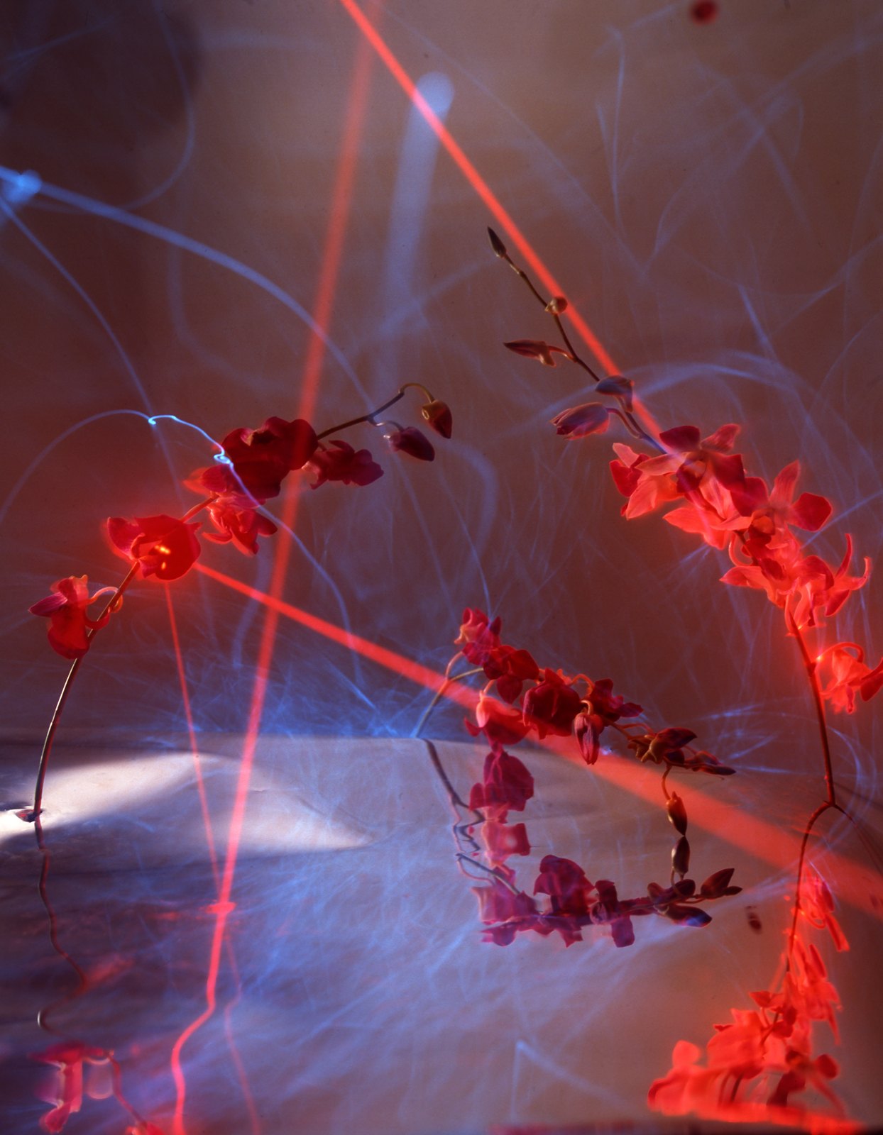 Light Drawings — media?path=galleries%2Flight drawings%2F04 fiber optic1