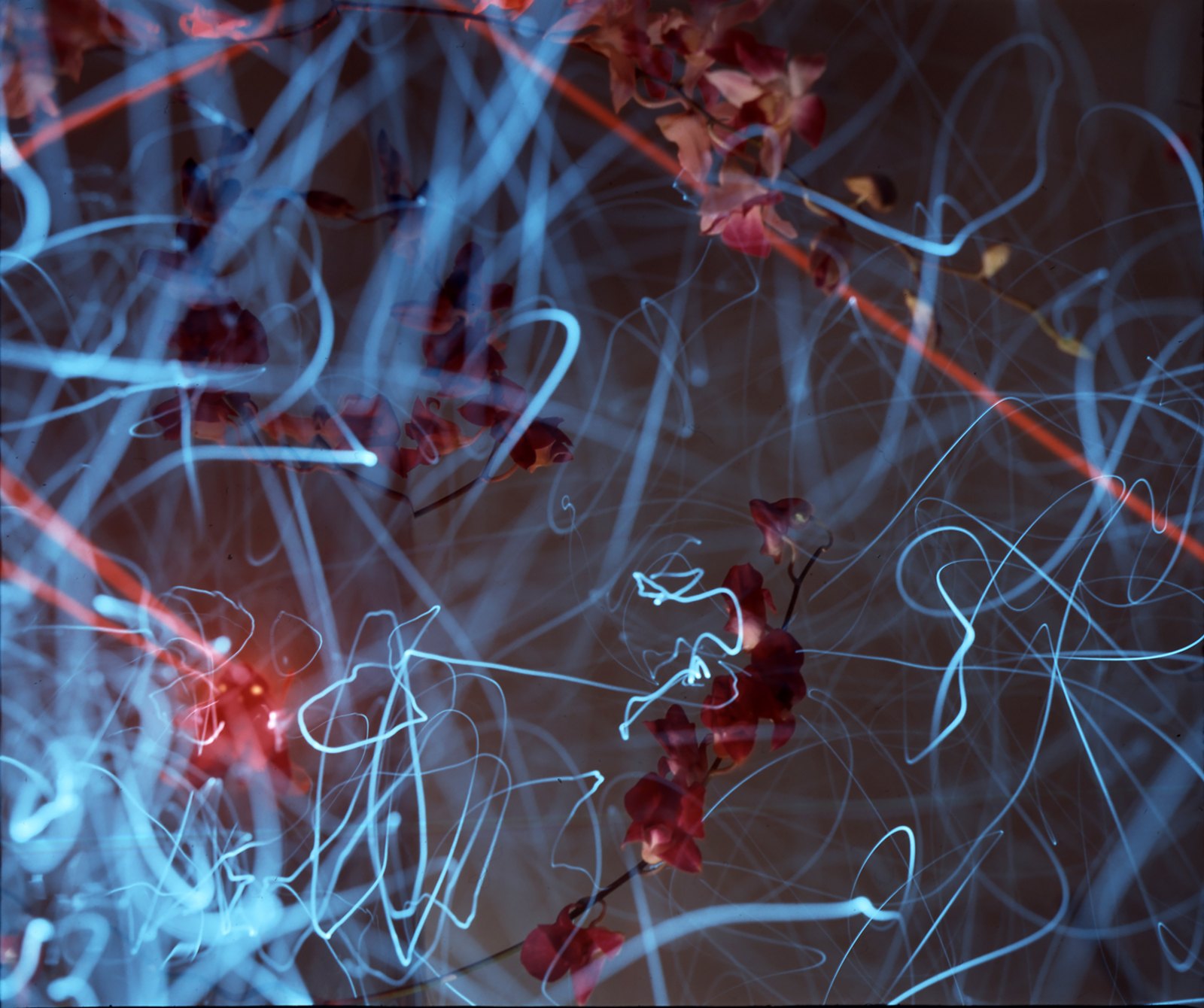 Light Drawings — media?path=galleries%2Flight drawings%2F05 fiber optic2