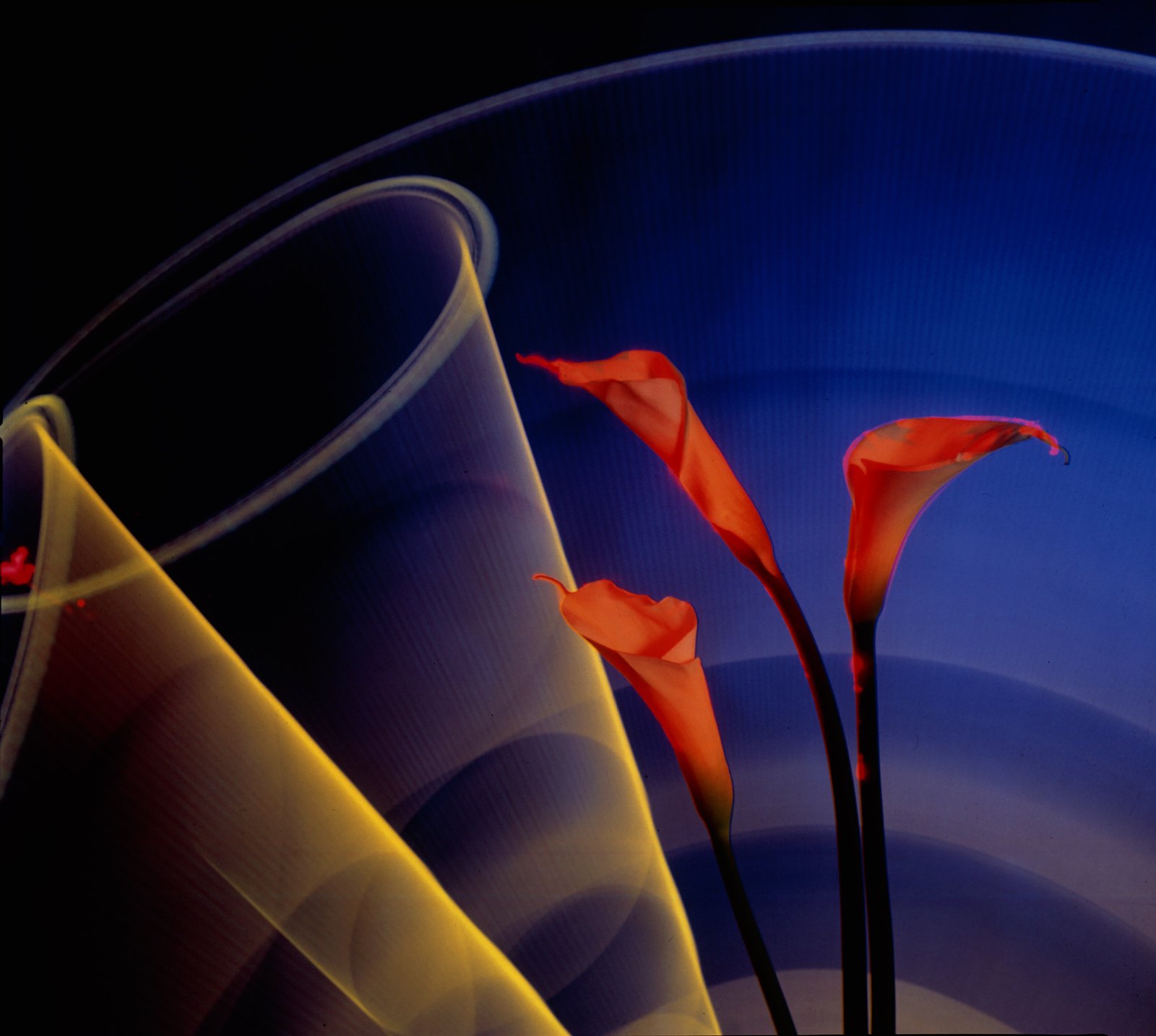 Light Drawings — media?path=galleries%2Flight drawings%2F19 calla lily1
