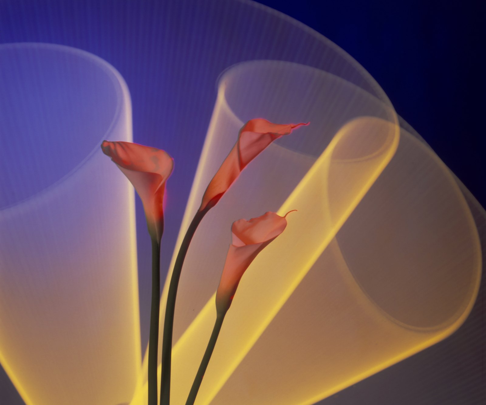 Light Drawings — media?path=galleries%2Flight drawings%2F20 calla lily2