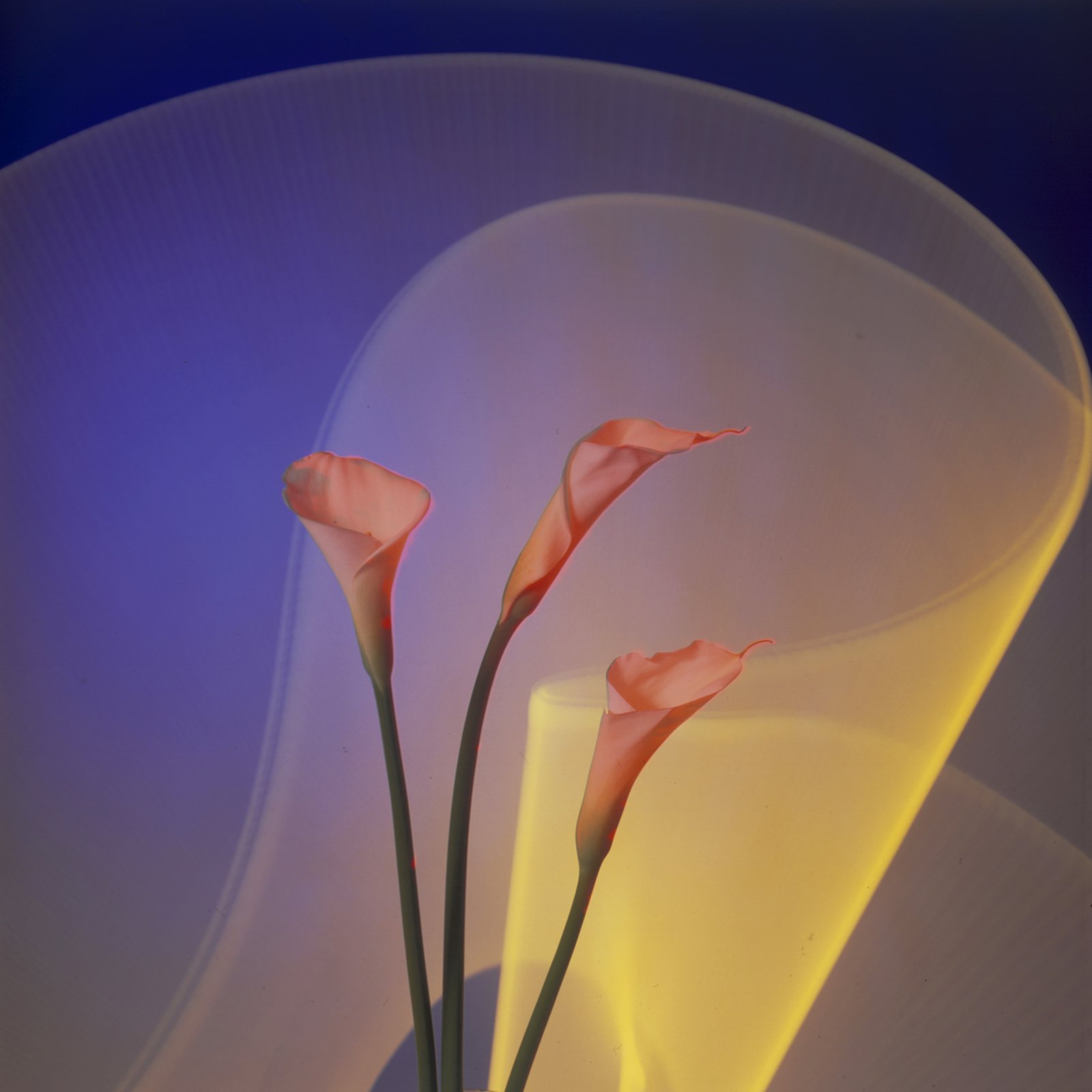 Light Drawings — media?path=galleries%2Flight drawings%2F21 calla lily3