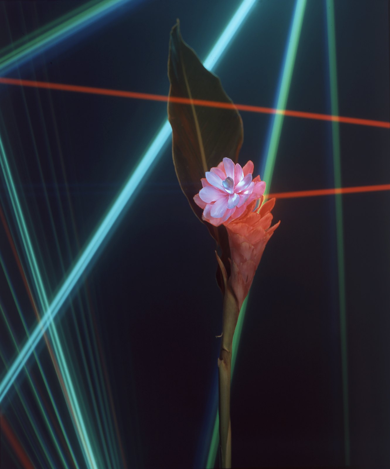 Light Drawings — media?path=galleries%2Flight drawings%2F24 laser jungle1
