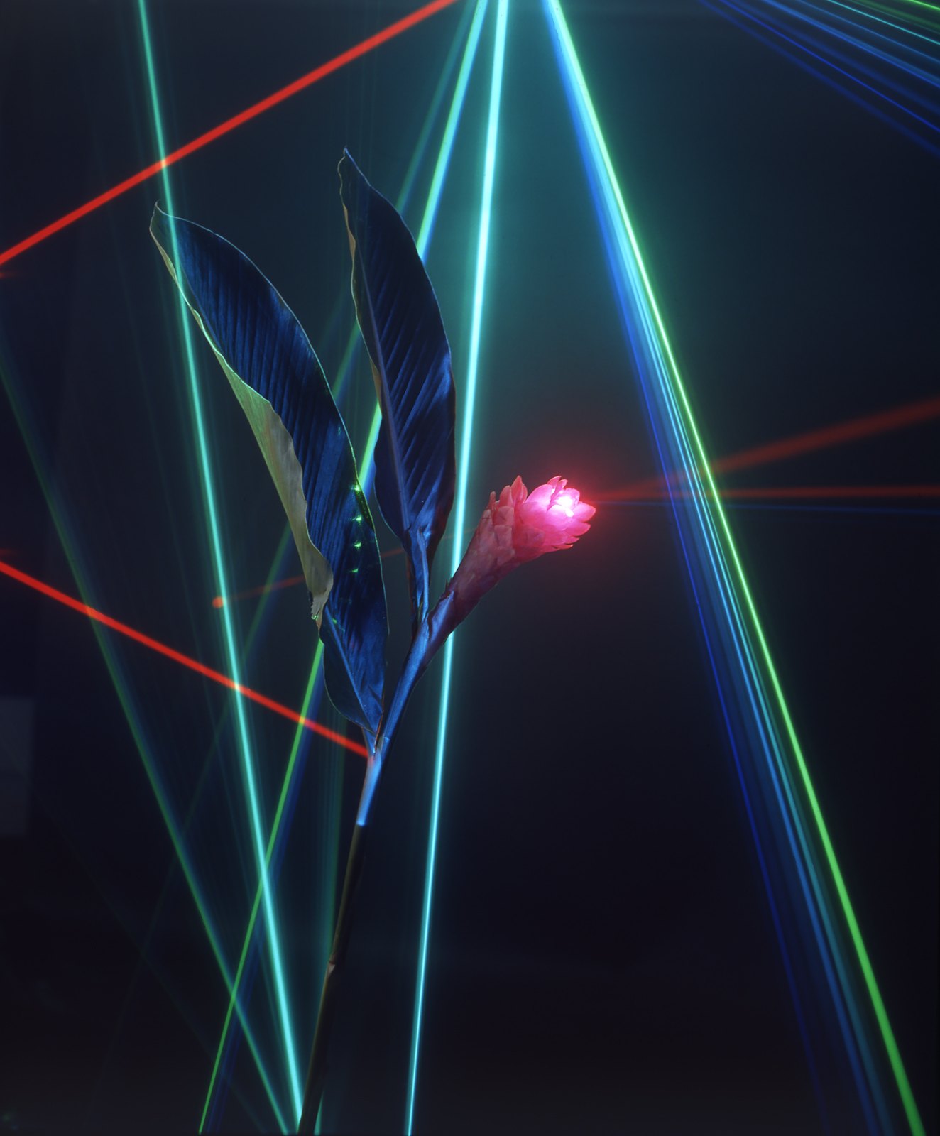 Light Drawings — media?path=galleries%2Flight drawings%2F25 laser jungle2
